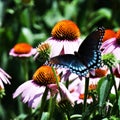 Red Spotted Purple Butterfly On Purple Coneflowers