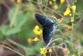 Red Spotted Purple Butterfly in Georgia flower garden Royalty Free Stock Photo