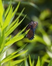 Red Spotted Purple Butterfly Limenitis Arthemis Astyanax