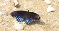 Red-spotted Purple Butterfly, Limenitis Arthemis, Wings Spread