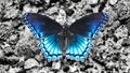 A Red-Spotted Purple Butterfly (Limenitis Astyanax) Royalty Free Stock Photo