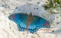 Red Spotted Purple Butterfly On Limerock
