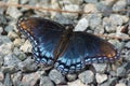 Red Spotted Purple Butterfly