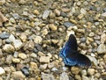 Red Spotted Purple Butterfly On Sand And Stones