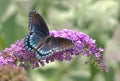 Red-spotted Purple Butterfly