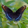 The Red-Spotted Purple Limenitis arthemis astyanax butterfly in Ontario, Canada close up showing beautiful colours perched on