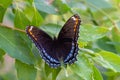 The Red-Spotted Purple  Limenitis arthemis astyanax  butterfly in Ontario, Canada close up showing beautiful colours perched on Royalty Free Stock Photo