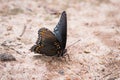 Macro close-up of the Red-spotted Purple butterfly puddling for salt and minerals Limenitis arthemis astyanax Royalty Free Stock Photo