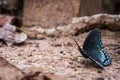 Red-spotted Purple Butterfly Collecting Mineral Nutriants, Limenitis Arthemis Astyanax
