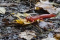 Red Spotted Salamander