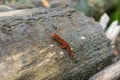 Red Spotted Salamander on a log Royalty Free Stock Photo