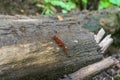 Red Spotted Salamander on a log Royalty Free Stock Photo