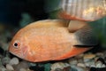 Red Spotted Severum (Cichlasoma severum) aquarium fish