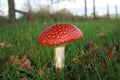 Red Spotted Toadstool