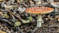 Red Toadstool in the woods