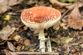 Red Toadstool in the woods