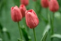 Spring blossom flowers