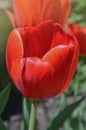 Red spring blooming tulip Parad field