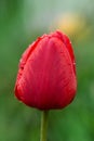 Red spring blooming tulip Parad field