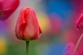 Red spring blooming tulip Parad field