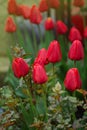 Red spring blooming tulip Parad field