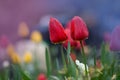 Red spring blooming tulip Parad field