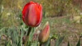 Red  flower of tulip and bud close-up. Royalty Free Stock Photo