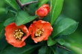 Red spring flowers. Blossoming Chaenomeles (flowering quince, Japanese quince) Royalty Free Stock Photo