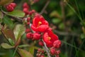 Red spring flowers, Blossoming Chaenomeles, Japanese quince Royalty Free Stock Photo