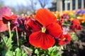 Red spring flowers, garden pansies