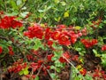 Red spring flowers on a shrub in a park