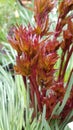 Red spring sprouts of peony plant closeup among green grass after rain Royalty Free Stock Photo