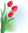 Red spring tulip