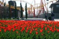 Red spring tulips