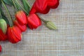 Red spring tulips background on brown background