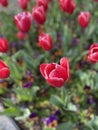 red spring tulips in the garden