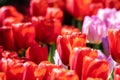 Red spring tulips