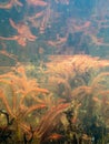 Red sprouts of alternate water-milfoil water plant