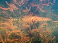 Red sprouts of alternate water-milfoil water plant