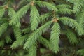 Red Spruce Tree - Picea Rubens