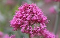 Red valerian plant Centranthus ruber, close-up of flowers