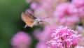 Red valerian Centranthus ruber, inflorescence with hummingbird butterfly