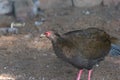 Red spurfowl Galloperdix spadicea Bird of Pheasant Species perching on the ground in the aviary Royalty Free Stock Photo