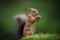 Red Sqirrel standing. Royalty Free Stock Photo