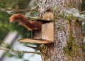 Red squirel Royalty Free Stock Photo