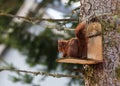 Red squirel Royalty Free Stock Photo
