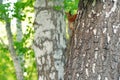 Red squirell on the birch tree among the summer forrest Royalty Free Stock Photo