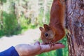 Red squirell eating nut from hand. Close-up Royalty Free Stock Photo