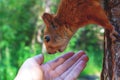 Red squirell eating nut from hand. Close-up Royalty Free Stock Photo