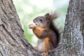 Red squirell with nut in her hands on tree Royalty Free Stock Photo